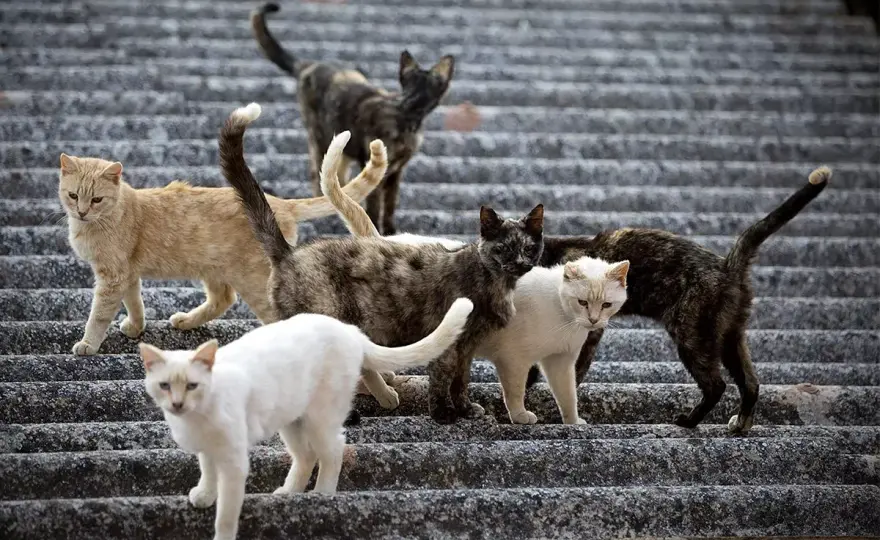 Gatos callejeros - Claves de la nueva ley de bienestar animal