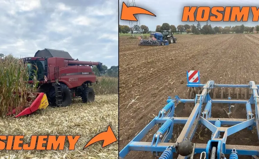 Koszenie kukurydzy: Jak prawidłowo przeprowadzić ten zabieg na polu?