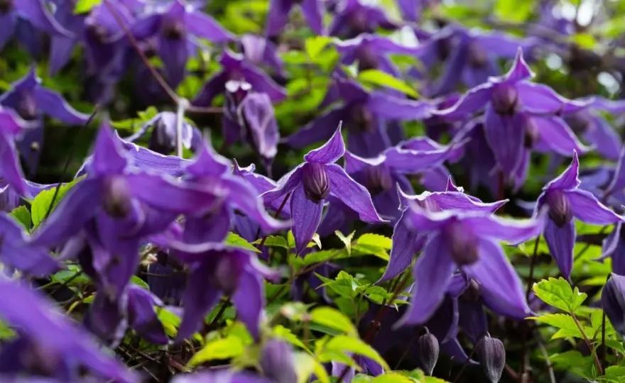 Clematis schneiden - So blüht Ihre Waldrebe üppiger!