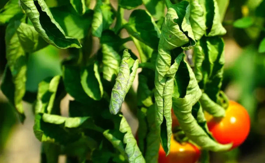 Feuilles de tomates qui s’enroulent, que faire ?