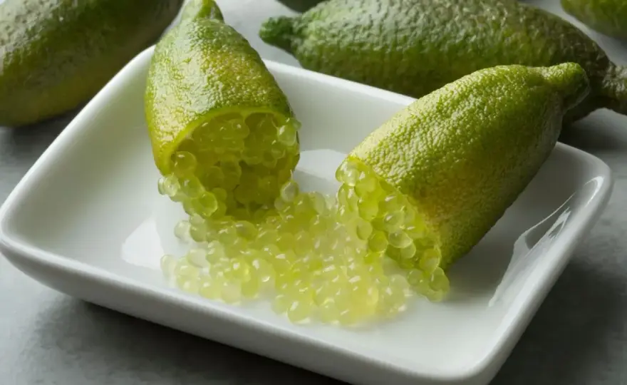 Citron caviar - Réussir sa culture exigeante - Guide