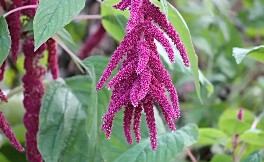 Come coltivare l’amaranto nell’orto tra foglie, fiori e semi