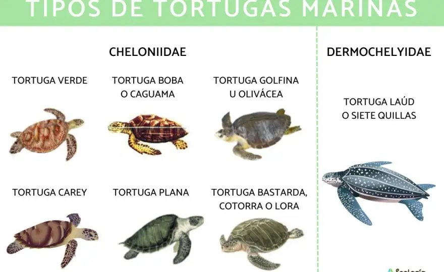 Tipos de Tortugas - Guía para reconocerlas y protegerlas