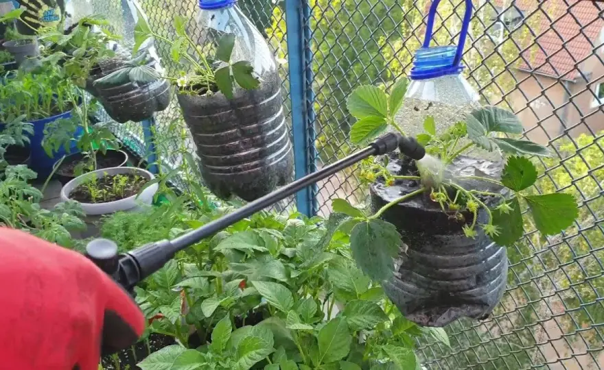Jak zrobić doniczkę z butelki plastikowej - prosty sposób na recykling