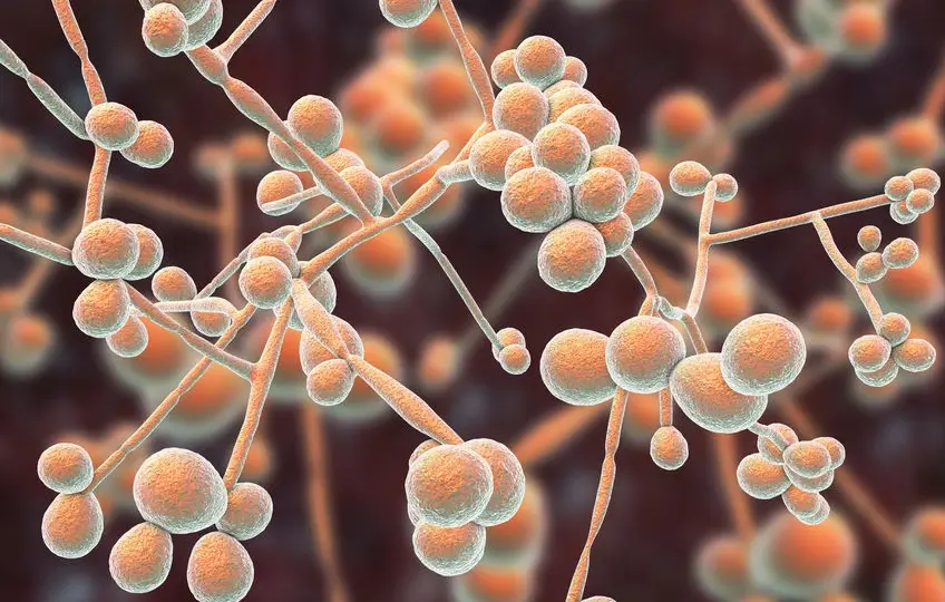Candida w kale - jak zinterpretować wyniki badania?