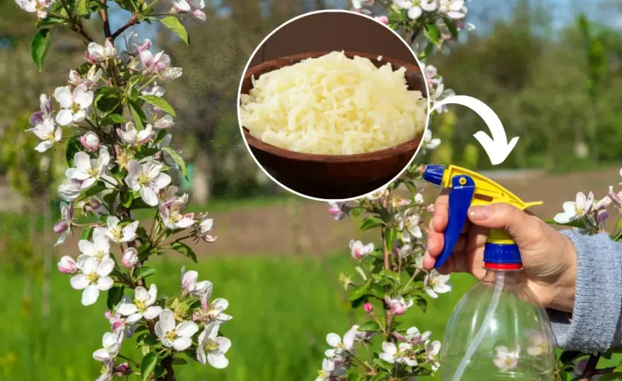 Czym opryskiwać drzewa owocowe na wiosnę: 8 skutecznych metod