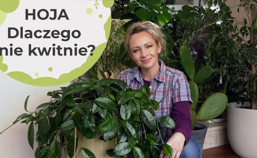 Dlaczego hoja nie kwitnie? Odkryj przyczyny i rozwiązania