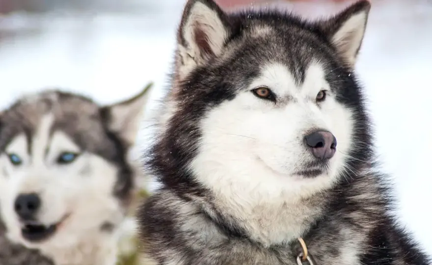 Jak wytresować husky - 7 sprawdzonych metod na posłusznego psa