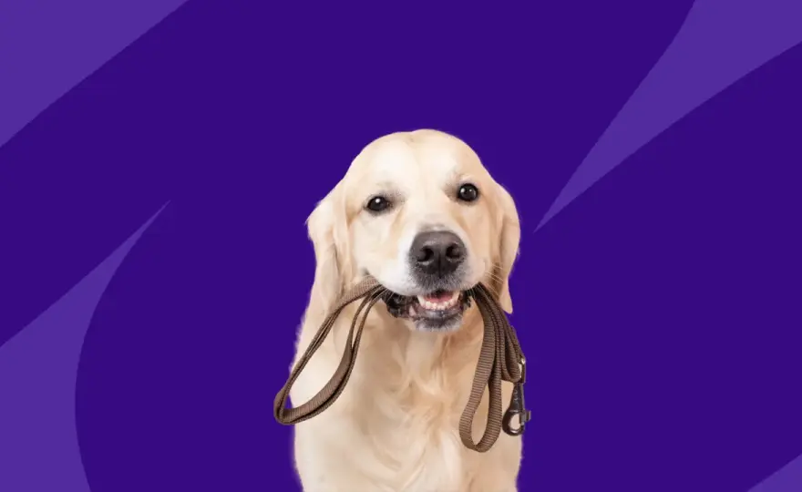 Benazepril for Dogs - Heart & Kidney Help? Vet Guide