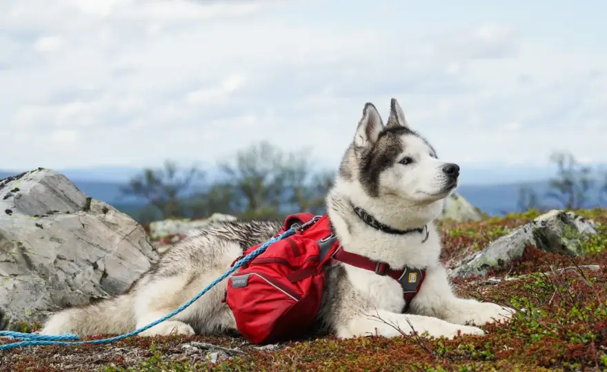 Vandra med hund tryggt - råd om rutt, regler och utrustning