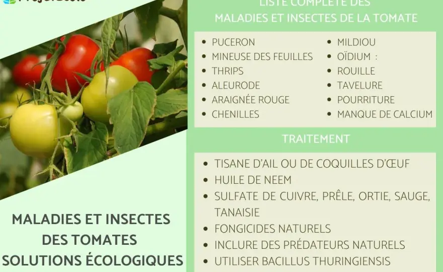 Danger de la tomate - maladies, ravageurs et bons réflexes