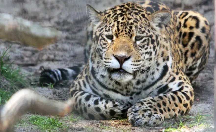 Krakowskie Zoo - Czy warto? Opinie, dojazd, bilety i porady