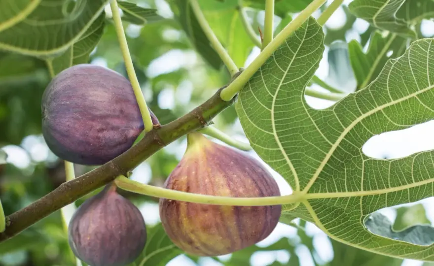 Feigenbaum schneiden - So klappt's mit der Ernte!