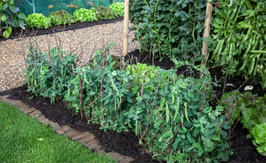 No-Dig-Beet anlegen - so gelingt Gärtnern ohne Umgraben