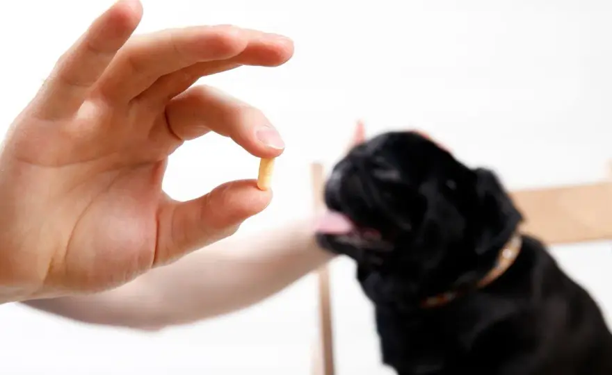 Tylan Powder for Dogs - The Vet's Guide to Safe Use