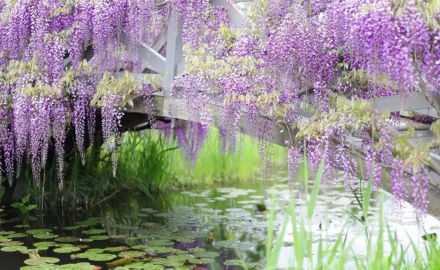 Glycine sans fleurs ? Découvrez les secrets d'une floraison éclatante !