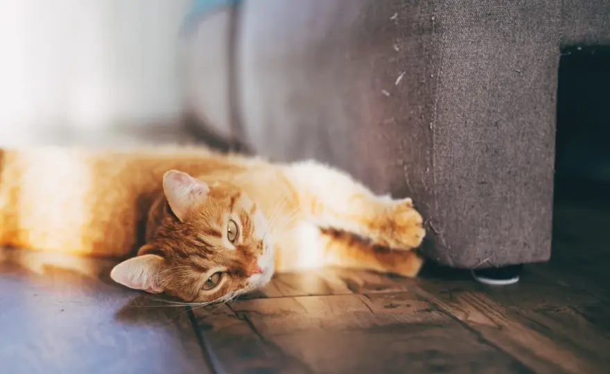 Katze kratzt am Sofa - so lenkst du das Verhalten um