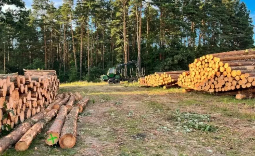 Prośba o wycięcie drzewa zagrażającego bezpieczeństwu – procedury