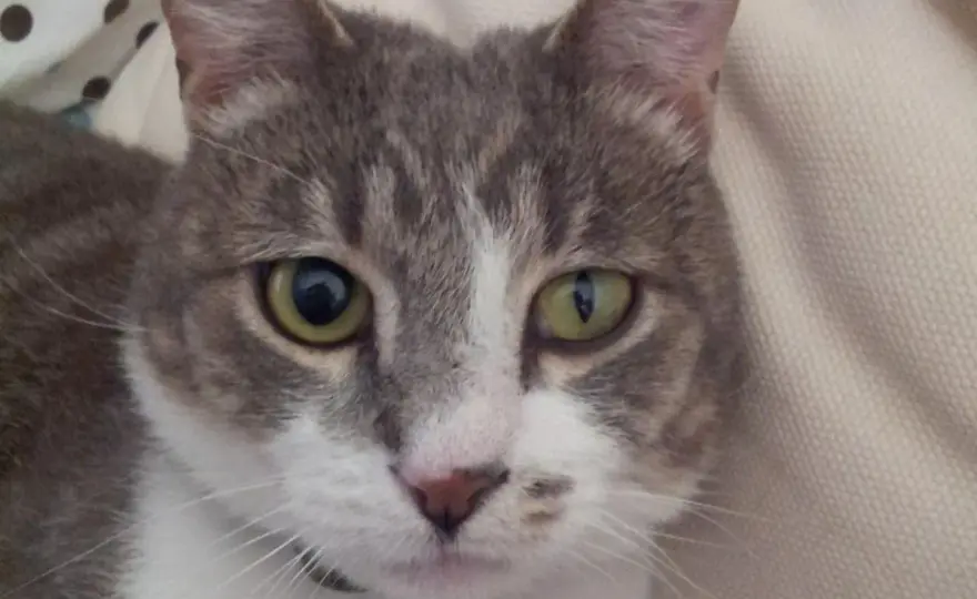 Síndrome de Horner en gatos - ¿Qué hacer si tu gato lo tiene?