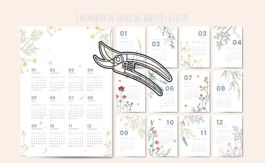 Peut-on tailler un althéa en septembre ? Le bon calendrier