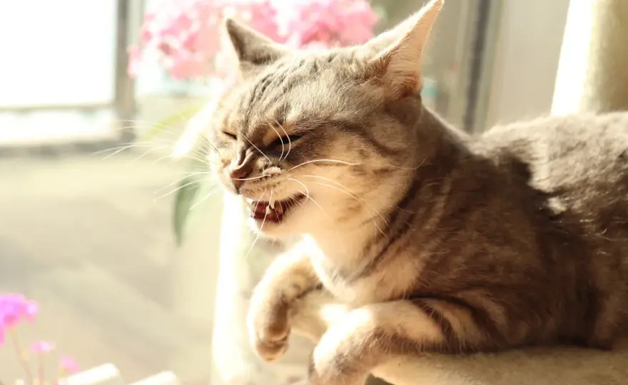 Katze niest - harmlos oder ein Fall für den Tierarzt?