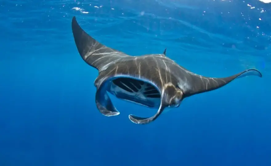 Mantarraya más grande del mundo - ¿Por qué es tan frágil?