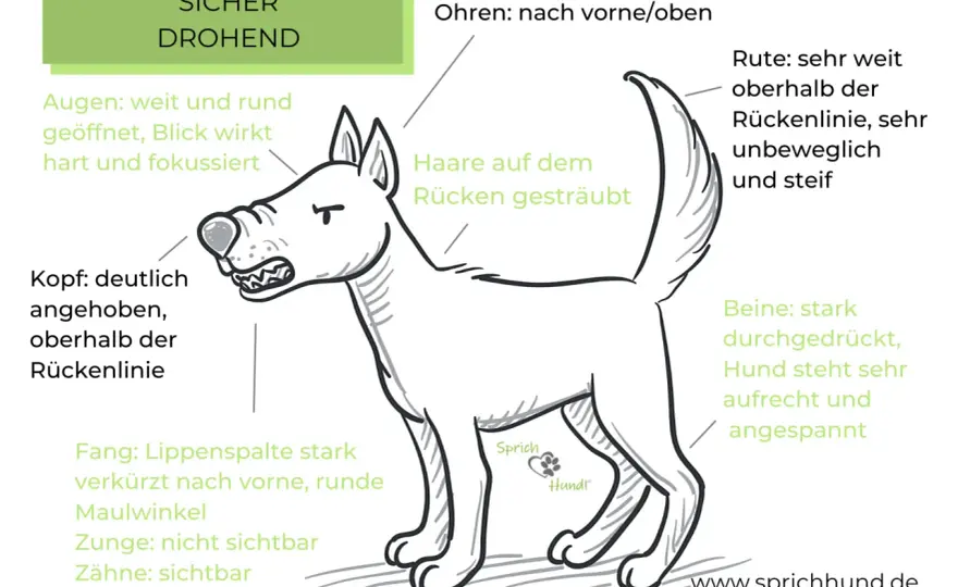 Territoriales Verhalten beim Hund verstehen und richtig handeln