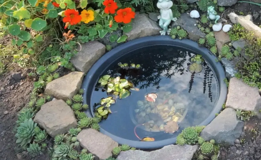 Miniteich anlegen – So gelingt dein Wassergarten!