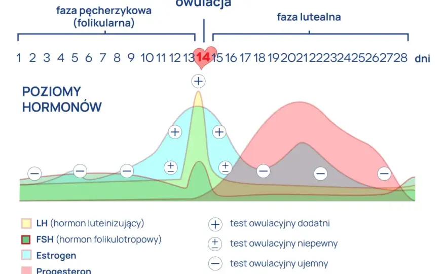 Jak sprawdzić owulację? Test LH, śluz i temperatura