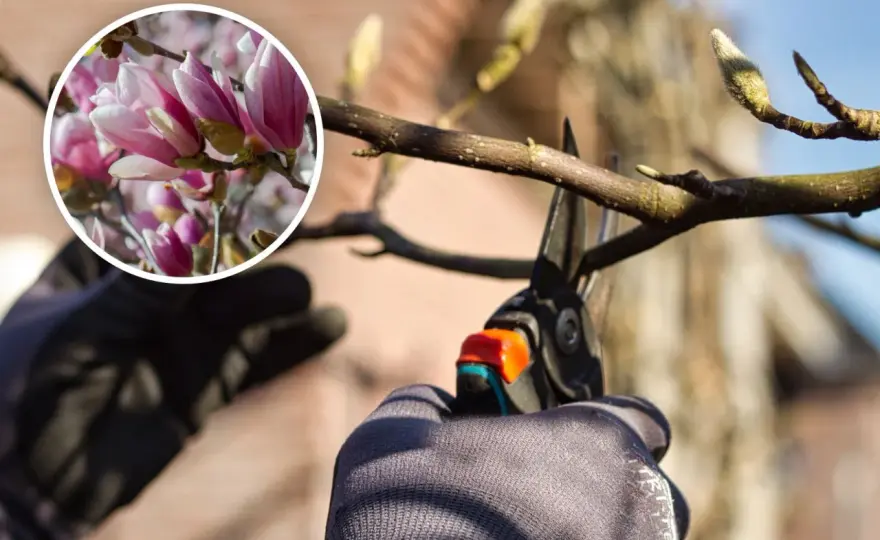 Przycinanie magnolii - kiedy i jak? Uniknij błędów!