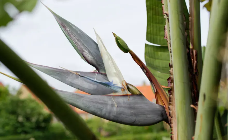 Vit paradisfågel hemma - så trivs strelitzia nicolai