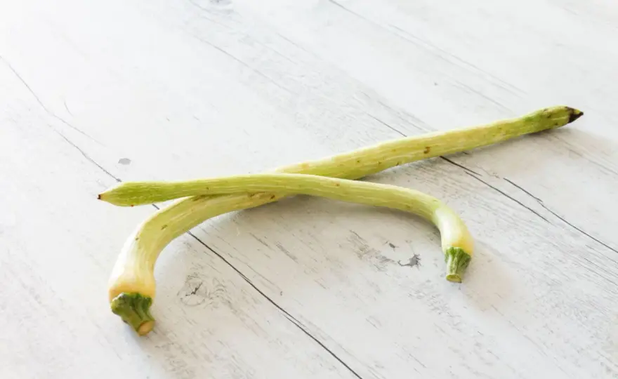 Zucchina trombetta - come sceglierla, conservarla e cucinarla