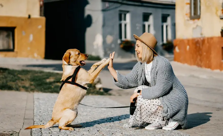¿Cuánto cuesta un perro en España? Gasto real y claves para ahorrar