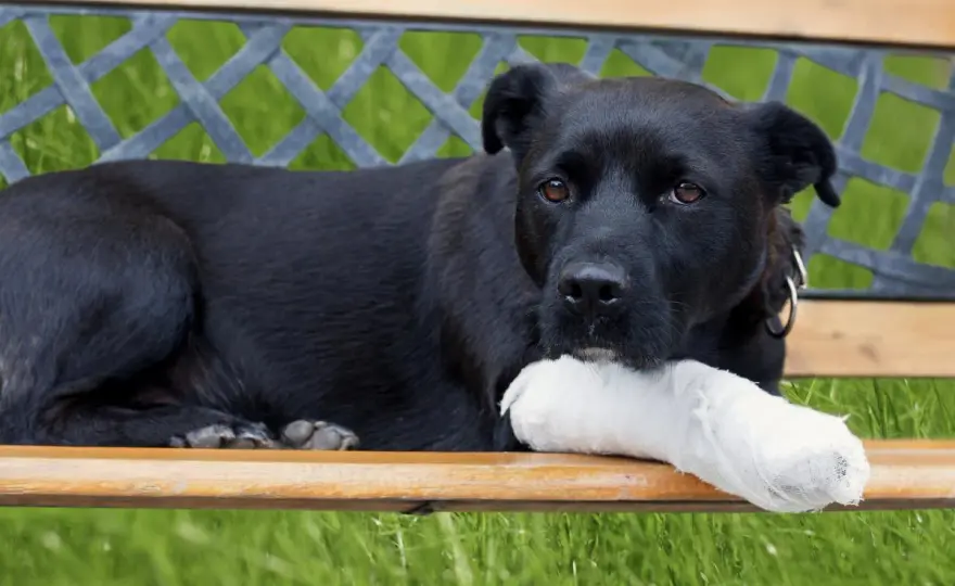 Metamizol (Nolotil) para perros - Dosis, uso y peligros
