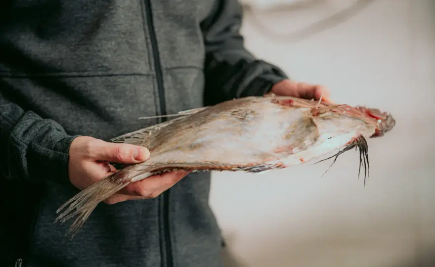 Pescado de lonja - cómo elegirlo y cocinarlo sin perder calidad