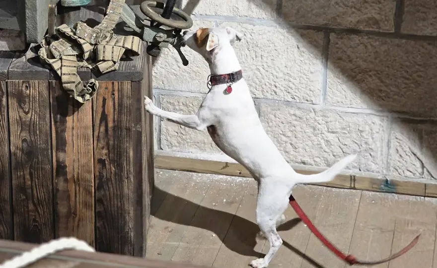 Nosework z psem - Jak zacząć mądrze i bez frustracji?