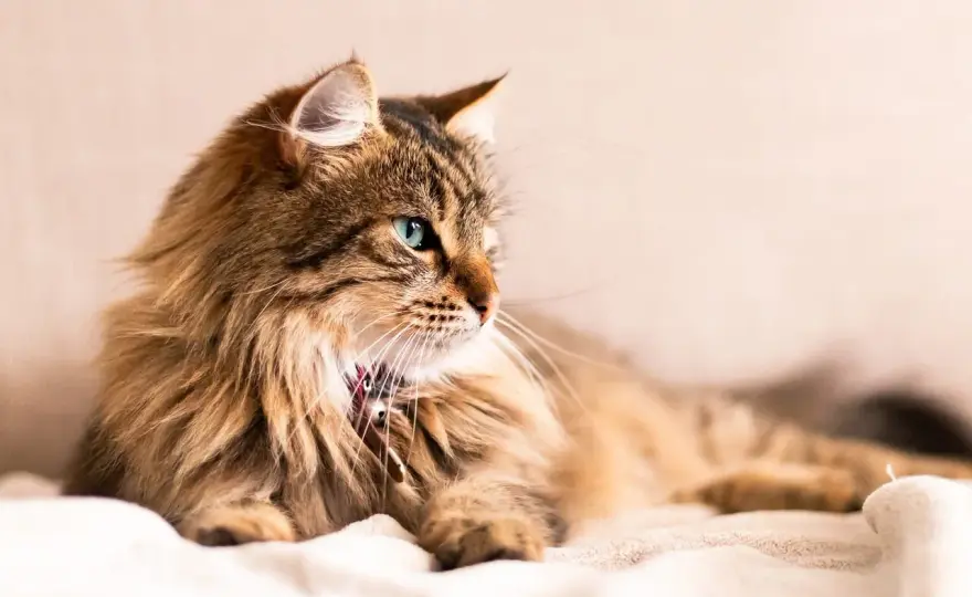 Stérilisation chat - Prix, ce qui est inclus et comment économiser