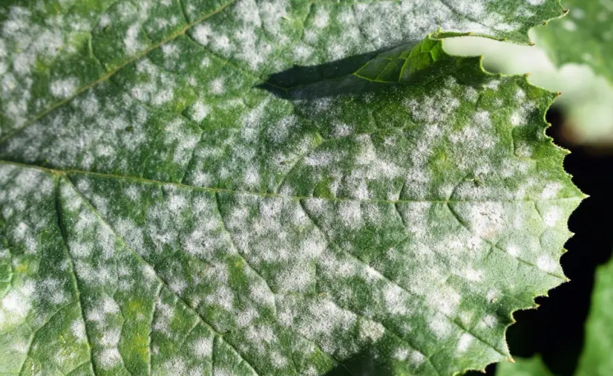 Enfermedades de plantas - Identifica y actúa en 24h