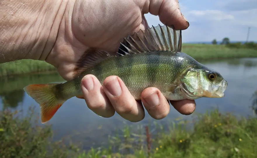 Najskuteczniejsze przynęty na okonia: Jak złowić garbusa?