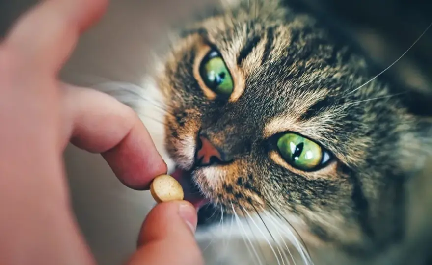 Tabletten bei Katzen geben - sicher und ohne Stress