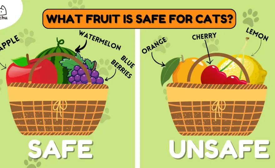 What Fruits Can Cats Eat? Safe Treats & What to Avoid