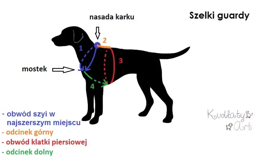 Jak zmierzyć psa do kagańca? Przewodnik po idealnym dopasowaniu