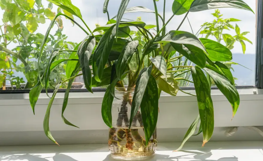 Aglaonema - jak rozmnażać przez podział i sadzonki?