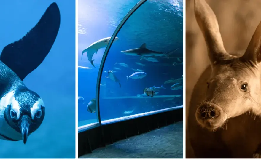 Oceanarium w Wiedniu: Fascynujące atrakcje i ciekawe zwierzęta