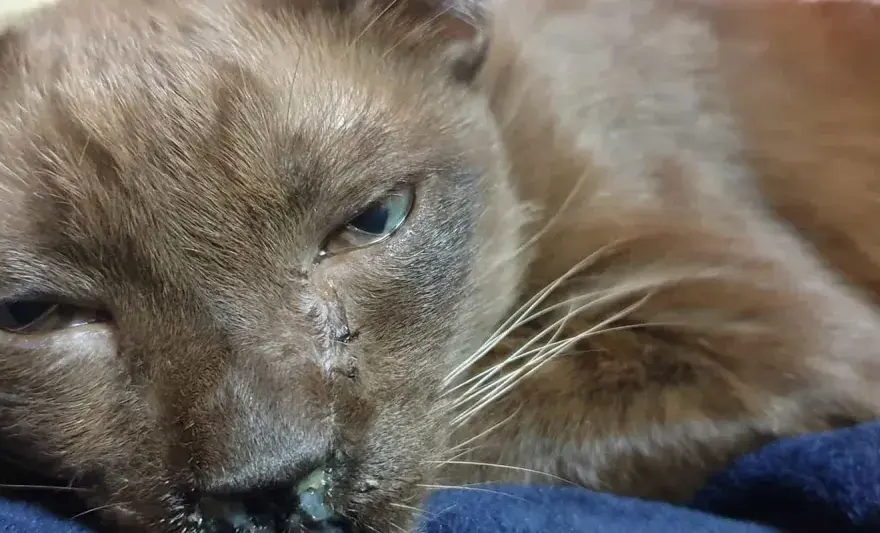Mi gato tiene un ojo lloroso - ¿Es grave?