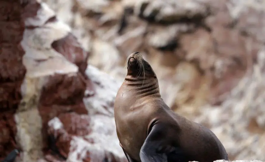 Paracas - Dein Guide für Natur, Tiere & Planung