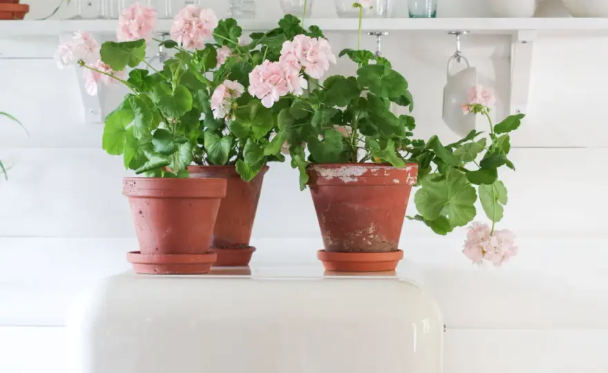 Mårbackapelargon - Skötsel & övervintring för riklig blomning