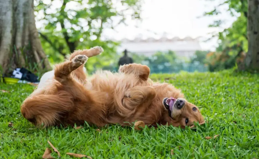 Why Do Dogs Roll in Poop? The Real Reasons & How to Stop It