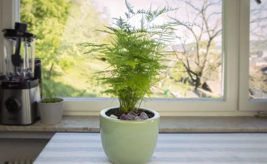 Asparagus d'intérieur - Le guide complet pour une plante sublime