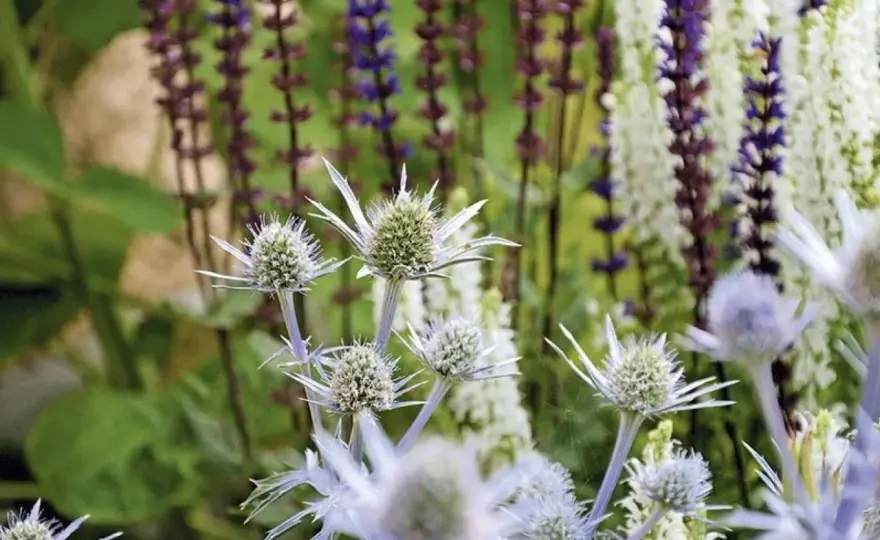 Lila blommor - Skapa drömrabatten som blommar länge